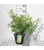 Forsythia x intermedia 'MINFOR6' (Mikador)   pot   30 50 cm