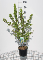Forsythia x intermedia 'Flojor' (Minigold)   pot   50 60 cm