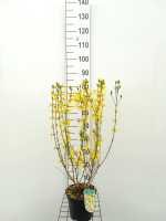 Forsythia x intermedia 'Spectabilis'   pot   50 60 cm  