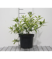 Forsythia 'Courtasol' (Gold Tide, Marée d'Or)   pot   25 30 cm