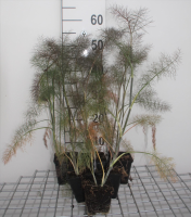 Foeniculum vulgare 'Giant Bronze'   pot 9x9 cm (Venkel 'Bronzen Bladvenkel' / 'Giant Bronze')  