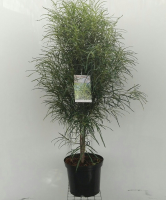 Frangula alnus 'Ron Williams' (Fine Line)   pot 12L   100 125 cm