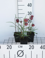 Fritillaria meleagris   Kievitsbloem   pot 9x9 cm  