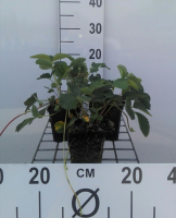 Fragaria 'Frel' (Pink Panda)   pot 9x9 cm