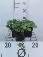 Fragaria vesca   Bosaardbei   pot 9x9 cm  