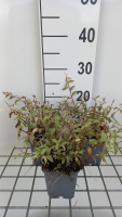 Fuchsia magellanica 'Tricolor'   pot 9x9 cm