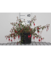 Fuchsia 'Riccartonii'   pot   30 40 cm  