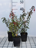 Fuchsia 'Riccartonii'   pot 9x9 cm  