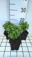 Fuchsia 'Tom Thumb'   pot 9x9 cm