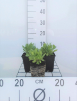 Gaillardia aristata 'Arizona Sun'   pot 9x9 cm  