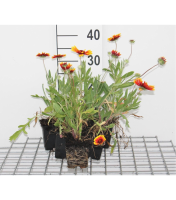 Gaillardia 'Kobold'   pot 9x9 cm  