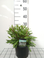 Gaura lindheimeri   pot 2L  