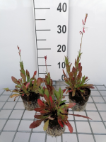 Gaura lindheimeri   biopot diameter 8 cm