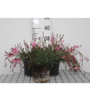 Gaura lindheimeri 'Siskiyou Pink'   pot 2L  