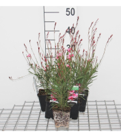 Gaura lindheimeri 'Siskiyou Pink'   pot 9x9 cm  