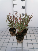 Gaura lindheimeri 'Siskiyou Pink'   biopot diameter 8 cm
