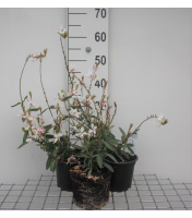Gaura lindheimeri 'Whirling Butterflies'   pot 2L  