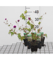Geranium 'Ann Folkard'   pot 9x9 cm