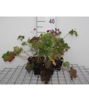 Geranium 'Anne Thomson'   pot 9x9 cm  