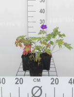 Geranium 'Blue Blood'   pot 9x9 cm