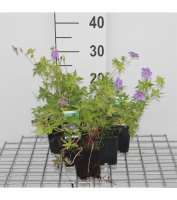 Geranium 'Blogold' (Blue Sunrise)   pot 9x9 cm