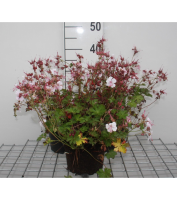 Geranium x cantabrigiense 'Biokovo'   pot 2L