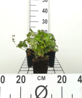 Geranium x cantabrigiense 'Biokovo'   pot 9x9 cm  