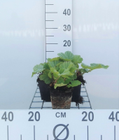 Geum coccineum 'Borisii'   pot 9x9 cm  