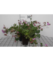 Geranium x cantabrigiense 'Cambridge'   pot 9x9 cm  