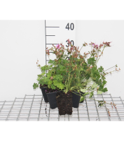 Geranium x cantabrigiense 'Karmina'   pot 9x9 cm  