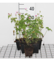 Geranium endressii   pot 9x9 cm  