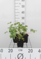 Geranium endressii 'Wargrave Pink'   pot 9x9 cm  