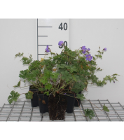Geranium himalayense   pot 9x9 cm  