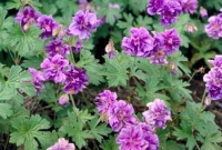 Geranium himalayense 'Plenum'   pot 9x9 cm