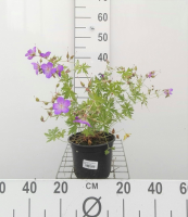 Geranium 'Johnson's Blue'   pot 2L  