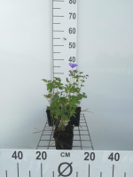 Geranium 'Johnson's Blue'   pot 9x9 cm  
