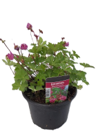 Geranium macrorrhizum   pot 2L