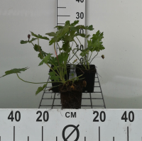 Geranium macrorrhizum   pot 9x9 cm  
