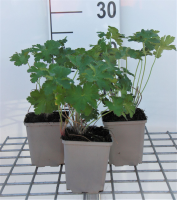Geranium x magnificum   pot 9x9 cm