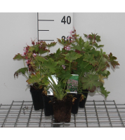 Geranium macrorrhizum 'Ingwersen's Variety'   pot 9x9 cm  