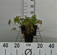 Geranium macrorrhizum 'Spessart'   pot 9x9 cm  