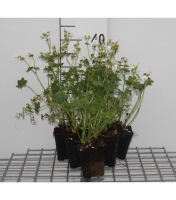 Geranium macrorrhizum 'White Ness'   pot 9x9 cm  