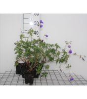 Geranium 'Orion'   pot 9x9 cm  