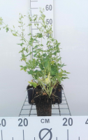 Geranium phaeum 'Album'   pot 9x9 cm  