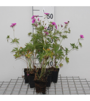 Geranium 'Brempat' (Patricia)   pot 9x9 cm