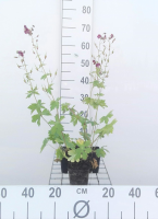 Geranium phaeum   pot 9x9 cm