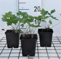 Geranium phaeum 'Samobor'   pot 9x9 cm