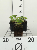 Geranium renardii   pot 9x9 cm