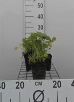 Geum rivale   pot 9x9 cm  