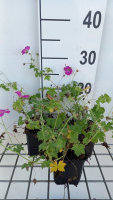 Geranium x riversleaianum 'Russell Prichard'   pot 9x9 cm